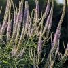 Veronicastrum virginicum 'Lavendelturm'