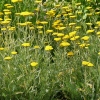 Achillea clypeolata