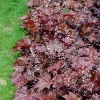 Heuchera americana 'Palace Purple Select'