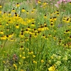 Echinacea paradoxa