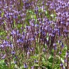 Verbena hastata 'Blue Spires'