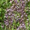 Verbena hastata 'Pink Spires'