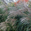 Miscanthus sinensis 'Silberfeder'