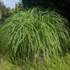 Miscanthus sinensis 'Hermann Müssel'