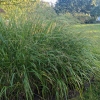 Panicum virgatum 'Warrior'