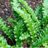 Phyllitis scolopendrium 'Angustifolia'