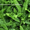 Polystichum munitum