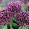 Allium 'Ostara'