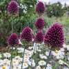 Allium sphaerocephalon