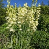 Camassia leichtlinii 'Semi Plena'