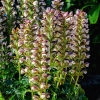 Acanthus hungaricus