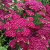 Achillea millefolium 'Pomegranate'®