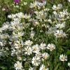 Aster ptarmicoides