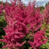 Astilbe chinensis 'Mighty Red Quin'®