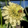 Cephalaria gigantea