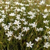 Dianthus deltoides 'Albus'