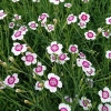 Dianthus deltoides 'Arctic Fire'