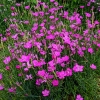 Dianthus deltoides 'Roseus'