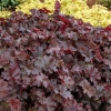 Heuchera 'Chocolate Ruffles'®