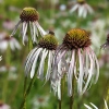 Echinacea pallida 'Hula Dancer'