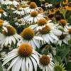 Echinacea purpurea 'Feeling White'