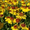 Helenium 'Wesergold'