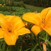 Hemerocallis 'Chicago Sunrise'