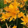 Hemerocallis middendorffii