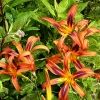 Hemerocallis 'Tigereye Spider'