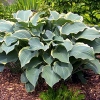 Hosta 'Regal Splendor'