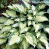 Hosta sieboldiana 'Great Expectations'