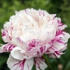 Paeonia lactiflora 'Candy Stripe'