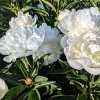 Paeonia lactiflora 'Duchesse de Nemours'