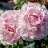 Paeonia lactiflora 'Reine Hortense'