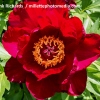 Paeonia x itoh 'Scarlet Heaven'