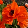 Papaver orientale 'Harvest Moon'