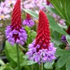 Primula vialii