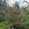 Sanguisorba officinalis 'Arnhem'