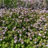 Thymus vulgaris 'Compactus'