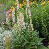 Verbascum chaixii 'Wedding Candles'