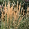 Calamagrostis x acutiflora 'Avalanche'