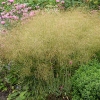 Deschampsia caespitosa 'Bronzeschleier'