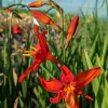 Crocosmia 'Babylon'