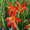 Crocosmia 'Princess'