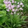 Hyacinthoides hispanica 'Dainty Maid'