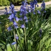 Hyacinthoides hispanica 'Excelsior'