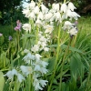 Hyacinthoides hispanica 'White City'