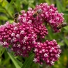 Asclepias incarnata