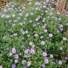 Aster oblongifolius