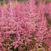 Astilbe arendsii 'Cattleya'